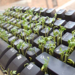 Semi di Crescione Comune (Lepidium sativum) - 269.766023