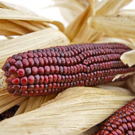 Bloody Butcher Sweetcorn Seeds | Seeds Shop Store