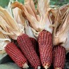 Bloody Butcher Sweetcorn Seeds | Seeds Shop Store