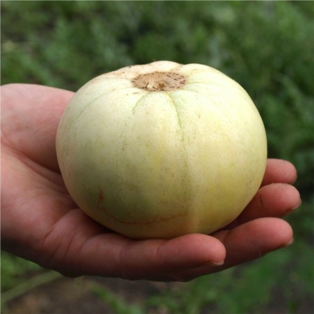 Semi di Melone Giapponese Sakata's Sweet | Seeds Shop Store