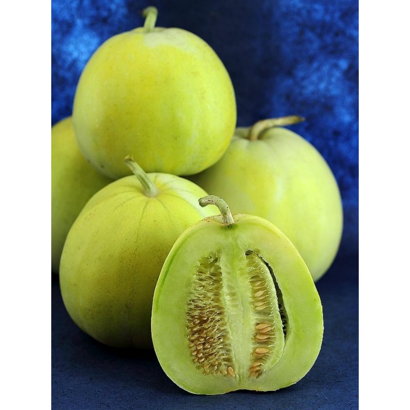 Japanese Heirloom Melon Seeds “Sakata's Sweet” | Seeds Shop Store