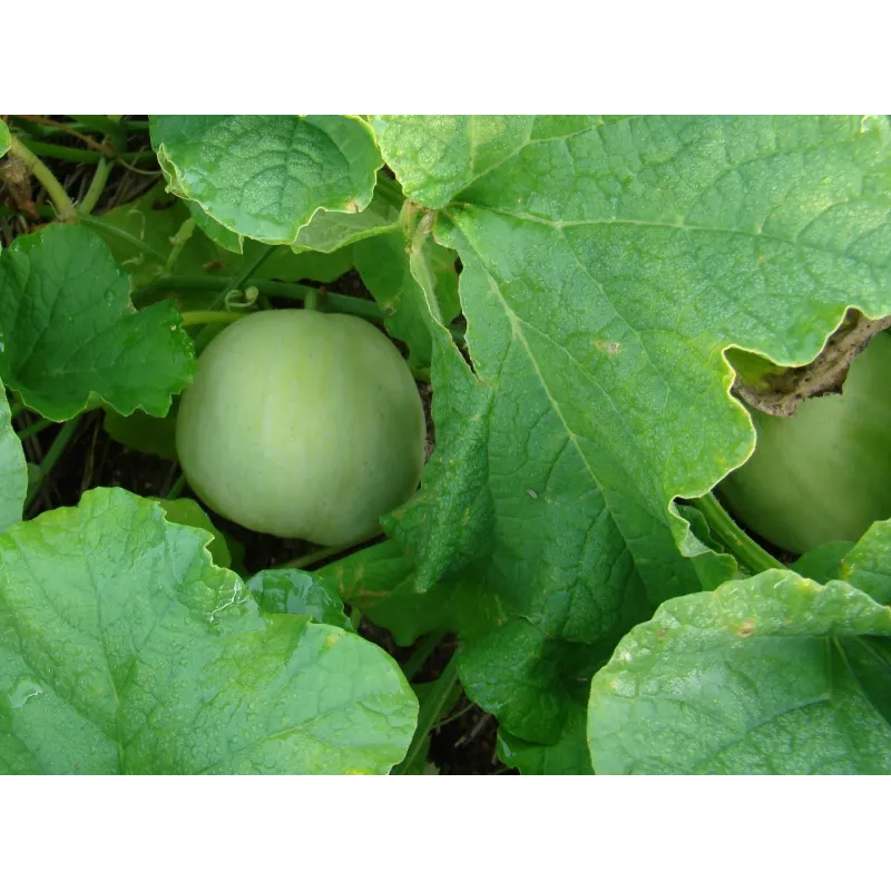 Semi di Melone Giapponese Sakata's Sweet | Seeds Shop Store
