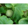 Japanese Heirloom Melon Seeds “Sakata's Sweet” | Seeds Shop Store