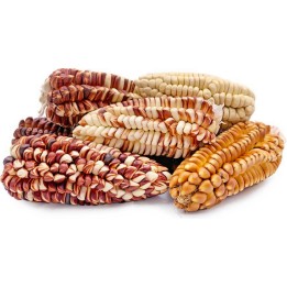 Peruvian Giant Red Sacsa Kuski Corn Seeds - 2.025