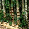 Sementes de bambu macho, bambu de Calcutá, bambu maciço | Seeds Shop Store