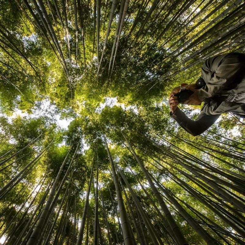 Sementes de bambu macho, bambu de Calcutá, bambu maciço | Seeds Shop Store
