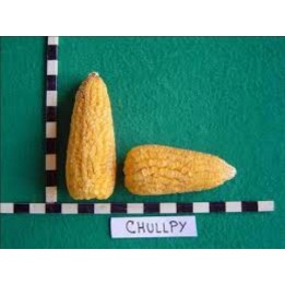 Peruvian Yellow Chulpe Corn - Maiz Seeds - 2.025