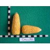 Semi di mais peruviano Chulpe - Cancha Giallo | Seeds Shop Store