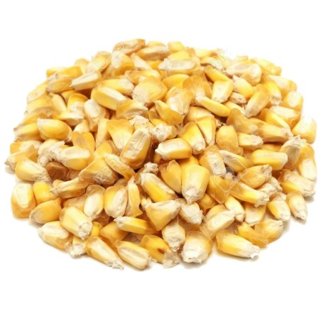 Semi di mais peruviano Chulpe - Cancha Giallo | Seeds Shop Store