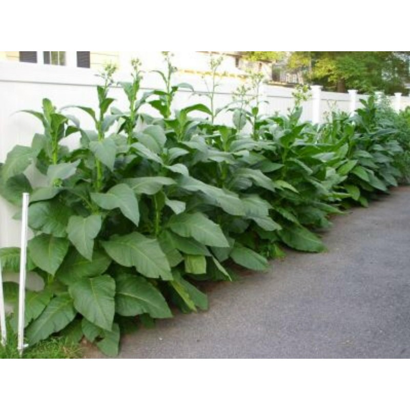 Sementes de tabaco Havana Gold | Seeds Shop Store