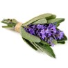 Sementes de Salvia, Salva | Seeds Shop Store