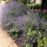 Sementes de Salvia, Salva | Seeds Shop Store
