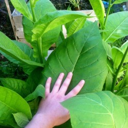 Σπόροι καπνού Virginia Gold - 2.5