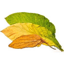 Sementes de Tabaco Samsoun Orient - 293.223938