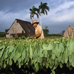 Adonis tobaksfrön - 293.223938