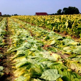 Graines de tabac MARYLAND - 2.25