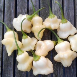 Aji White Fantasy Habanero Samen - 351.868725