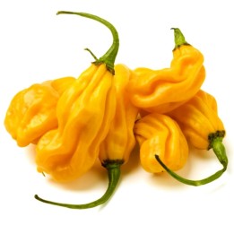 Graines de Habanero Madame Jeanette - 234.57915