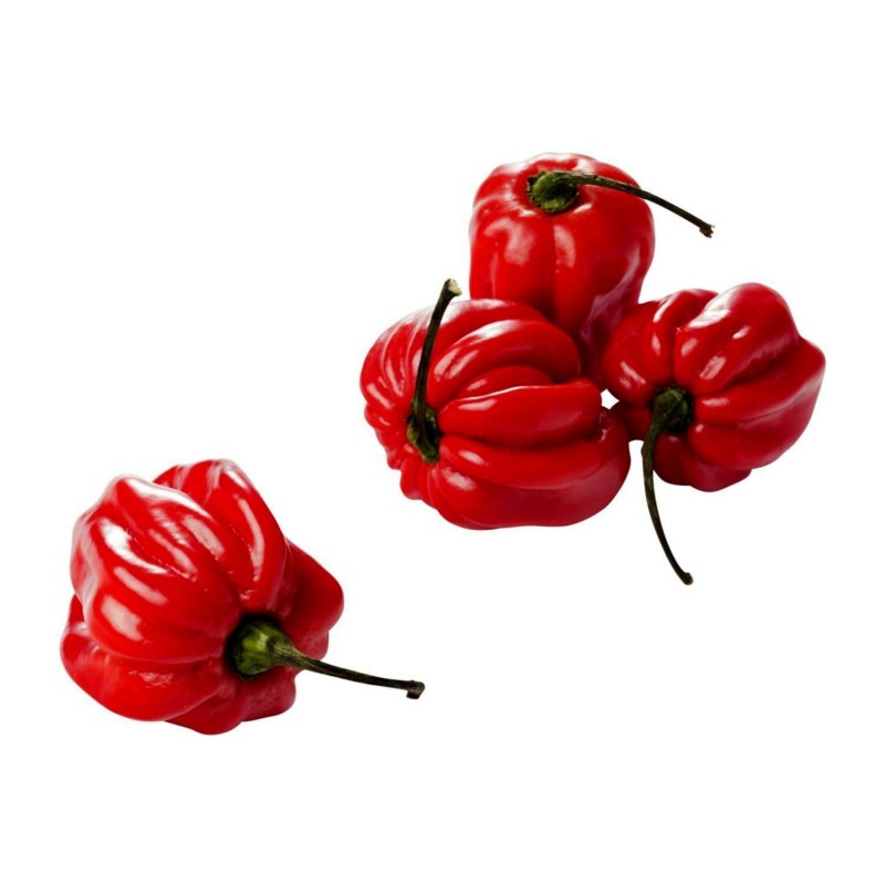 Madame Jeanette Red Habanero Seme | Seeds Shop Store