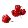 Madame Jeanette Red Habanero Seme | Seeds Shop Store