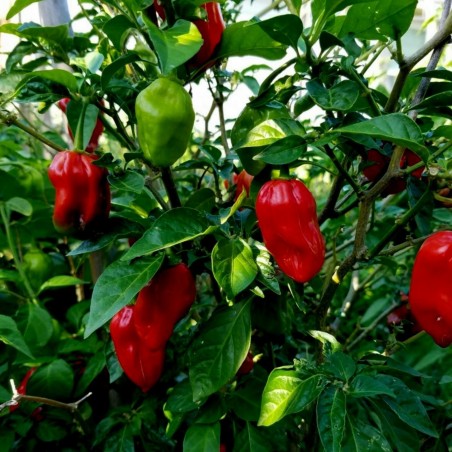 Madame Jeanette Red Habanero Seme | Seeds Shop Store