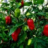 Madame Jeanette Red Habanero Seme | Seeds Shop Store