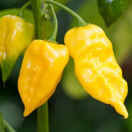Semillas de Habanero Hot Lemon - 228.714671
