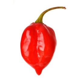 Semillas de Habanero Savina Red - 287.359459
