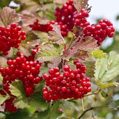 Semi di mirtillo americano (Viburnum trilobum) | Seeds Shop Store