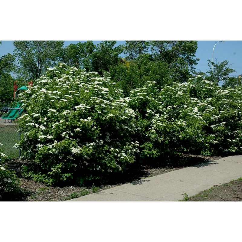 Semi di mirtillo americano (Viburnum trilobum) | Seeds Shop Store