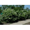 Sementes de Cerejas Americanas (Viburnum trilobum) | Seeds Shop Store