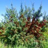 Russet Buffaloberry Seeds (Shepherdia canadensis) | Seeds Shop Store