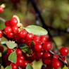 Russet Buffaloberry Seeds (Shepherdia canadensis) | Seeds Shop Store