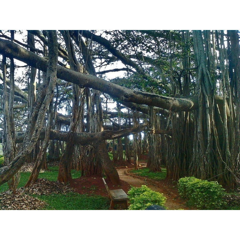 Semillas de Baniano | Seeds Shop Store