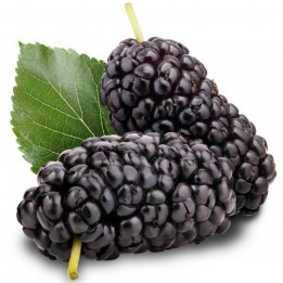 Sementes de Amora Preta Gigante (Morus nigra) - 346.004246