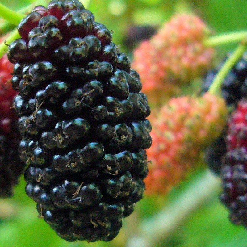 Black Mulberry Seeds (Morus nigra) | Seeds Shop Store
