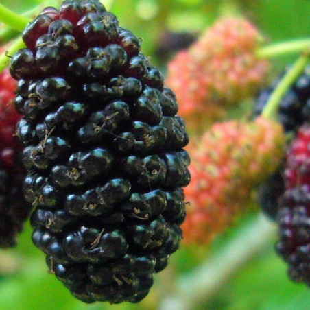 Black Mulberry Seeds (Morus nigra) | Seeds Shop Store