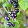 Blackcurrant Seeds (Ribes nigrum) | Seeds Shop Store