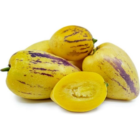 Semillas de Pepino dulce (Solanum muricatum) | Seeds Shop Store
