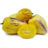 Semillas de Pepino dulce (Solanum muricatum) | Seeds Shop Store