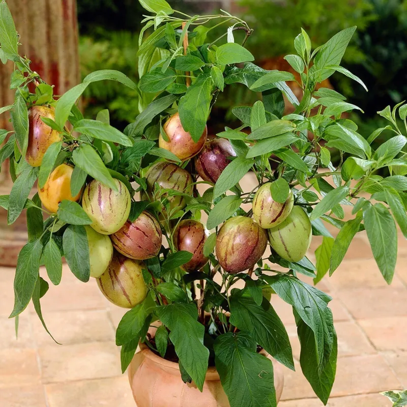 Semillas de Pepino dulce (Solanum muricatum) | Seeds Shop Store