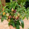 Semillas de Pepino dulce (Solanum muricatum) | Seeds Shop Store