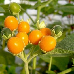 Dwarf Tamarillo Seeds (Solanum abutiloides) - 2.05