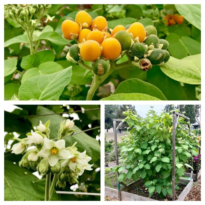 Patuljasti Tamarillo Seme (Solanum abutiloides) | Seeds Shop Store