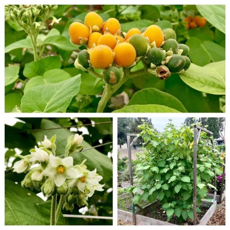 Patuljasti Tamarillo Seme (Solanum abutiloides) | Seeds Shop Store