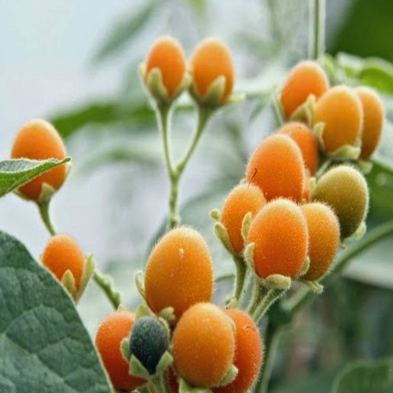 Patuljasti Tamarillo Seme (Solanum abutiloides) | Seeds Shop Store