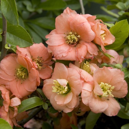 Semillas de Membrillo Japonés (Chaenomeles Japonica) | Seeds Shop Store