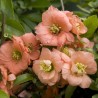 Semillas de Membrillo Japonés (Chaenomeles Japonica) | Seeds Shop Store