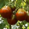 Black Truffle Tomatensamen | Seeds Shop Store