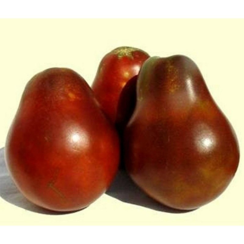 Black Truffle Tomatensamen | Seeds Shop Store